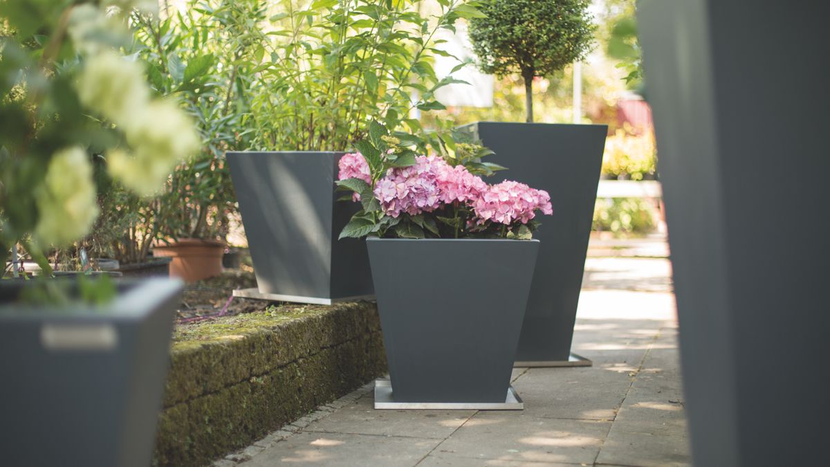 Graue Blumentöpfe mit rosa Hortensien und grünen Pflanzen stehen auf einem gepflasterten Weg im Garten, umgeben von Bäumen und anderen Töpfen im Sonnenschein.